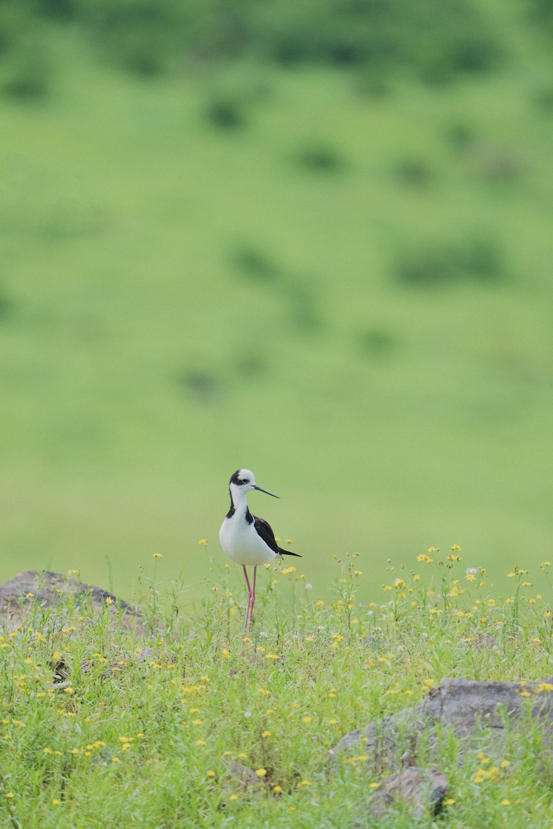 Southern Lapwing - ML525559561