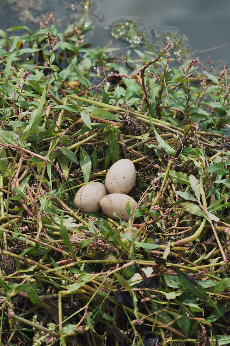 White-winged Coot - ML525560051