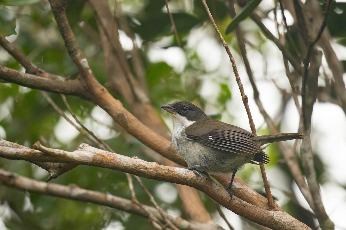 Puerto Rican Tanager - ML52556031