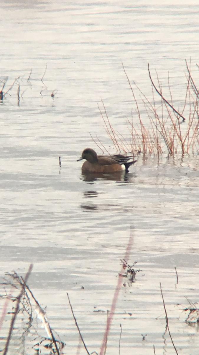 American Wigeon - ML525562451