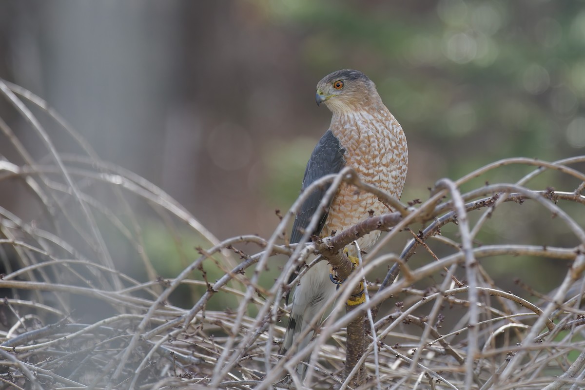 Cooper's Hawk - ML525562551