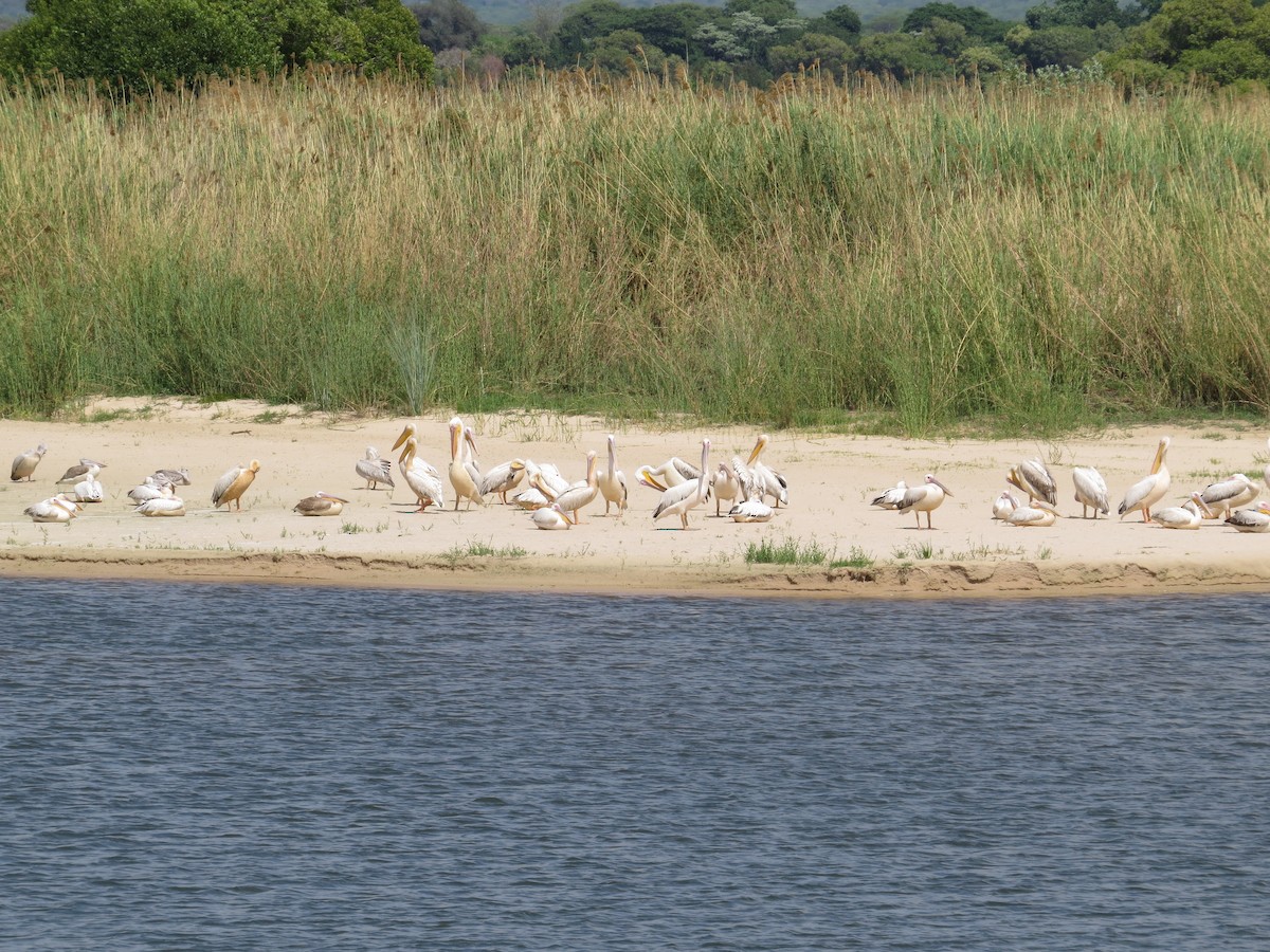 Great White Pelican - ML525563051