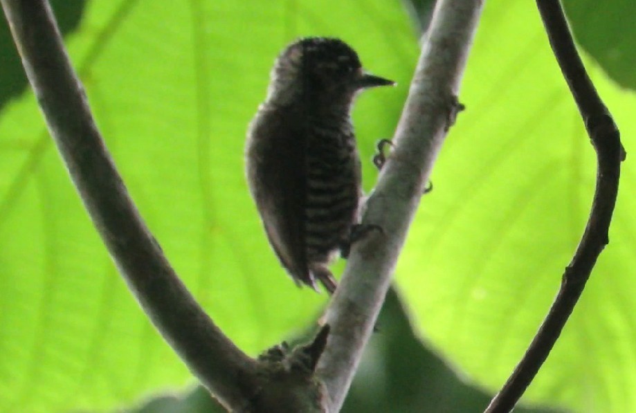 White-barred Piculet - ML525563621