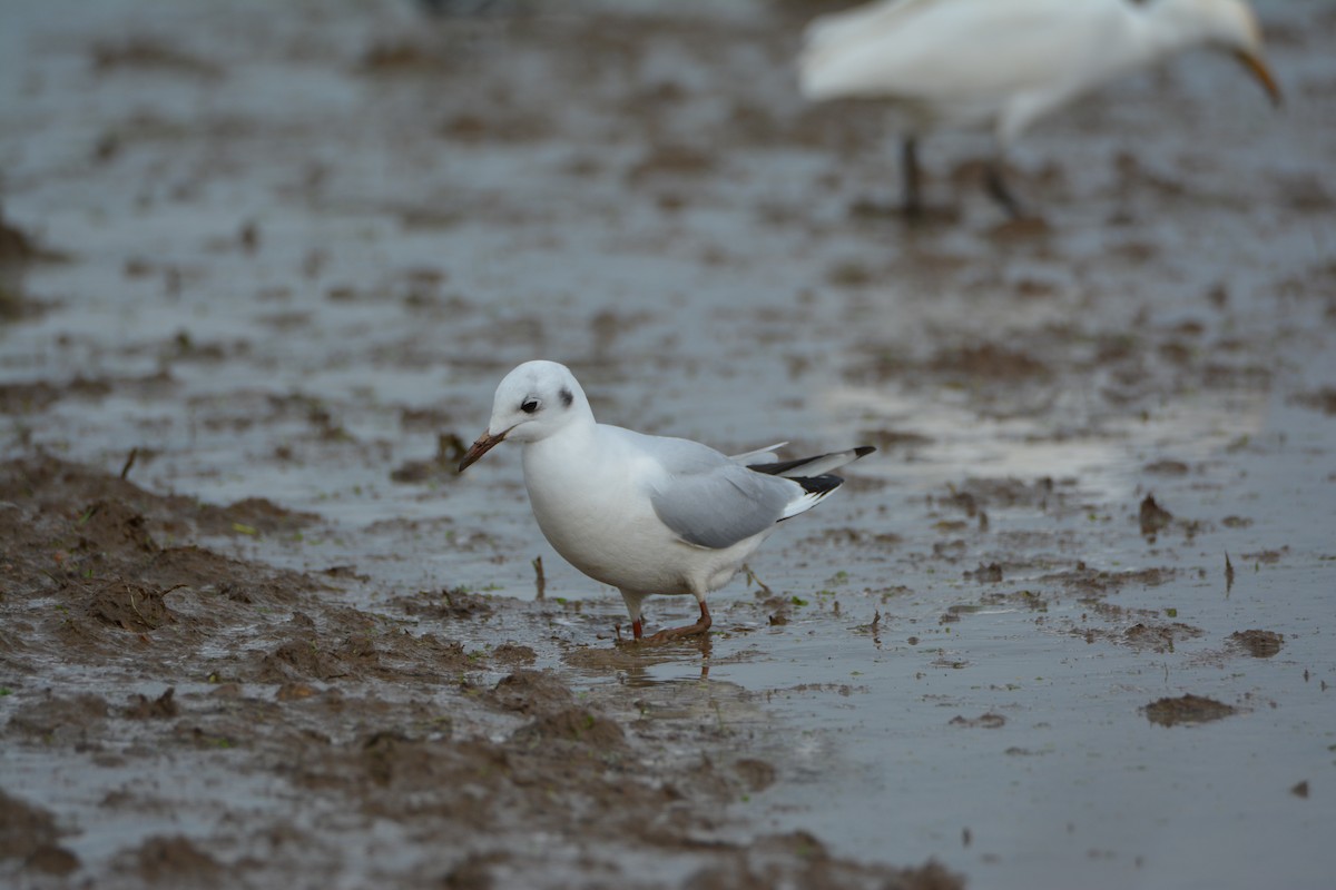 Black-headed Gull - ML525565051