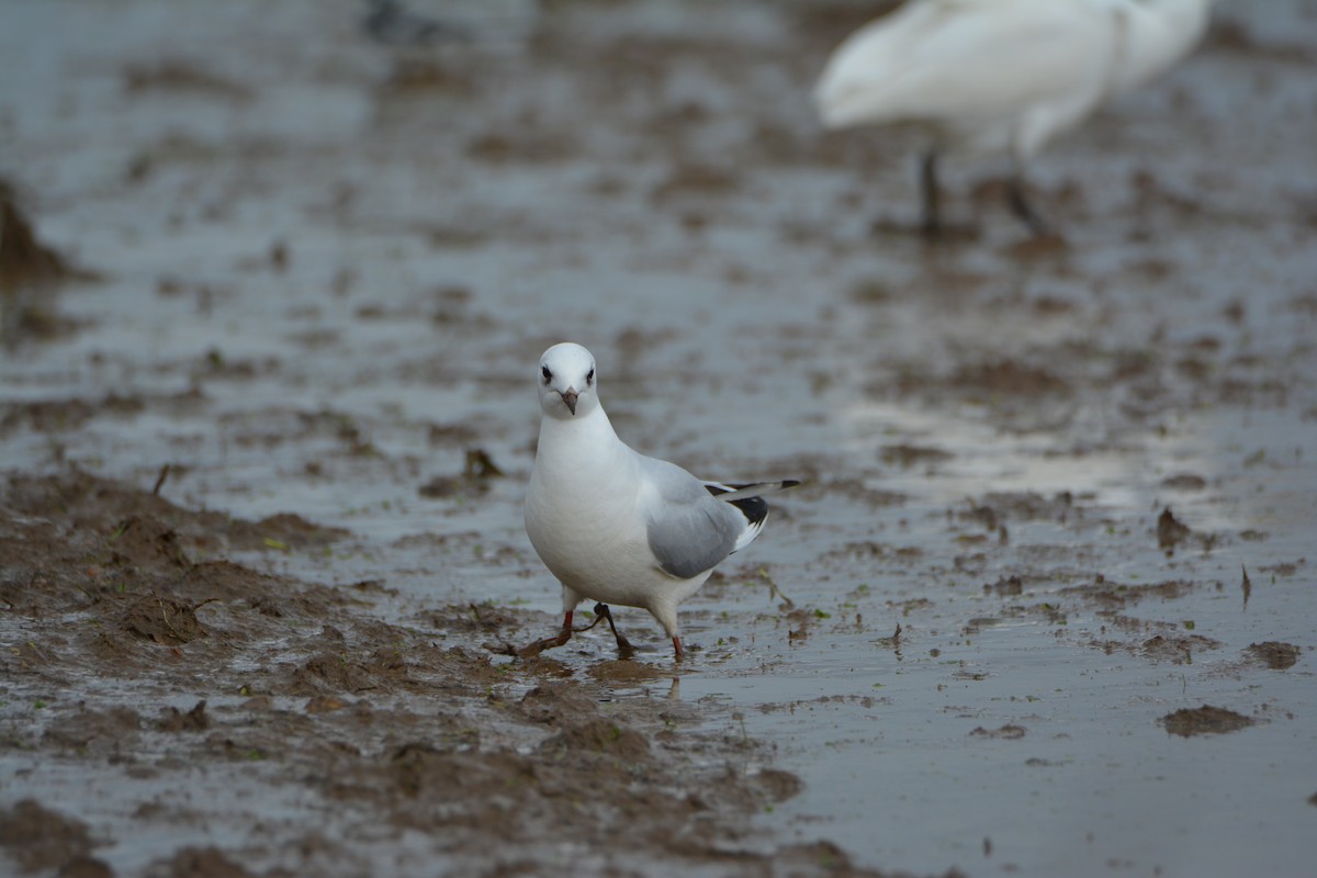 Black-headed Gull - ML525565111