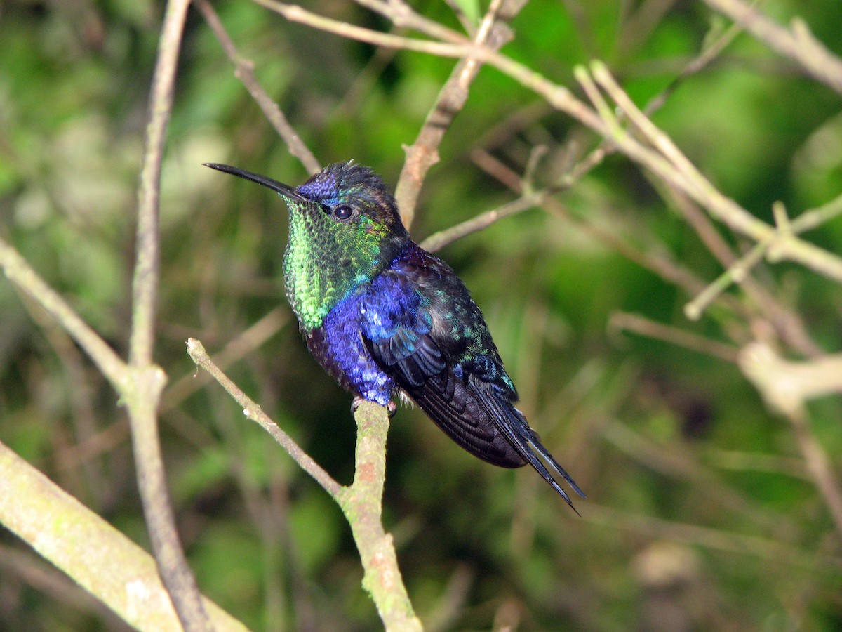 kolibřík vidloocasý - ML525565541