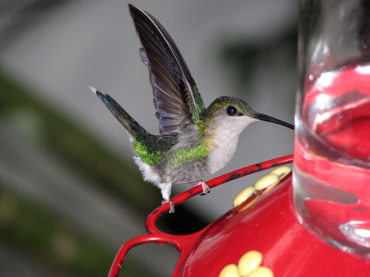 kolibřík vidloocasý - ML525565551