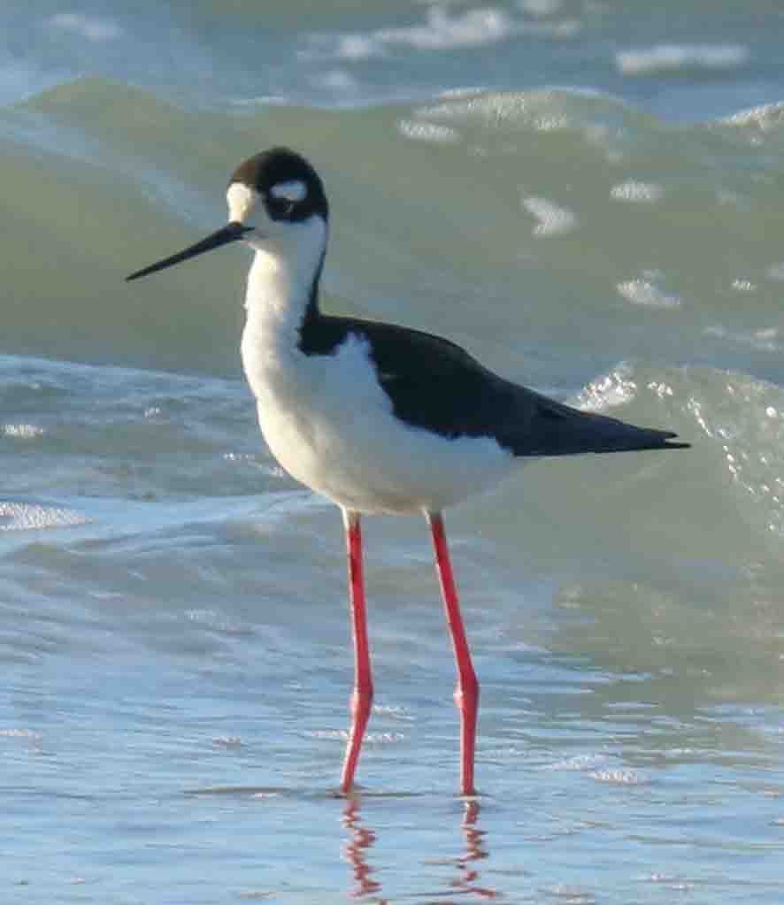 Black-necked Stilt - Sonya Keene