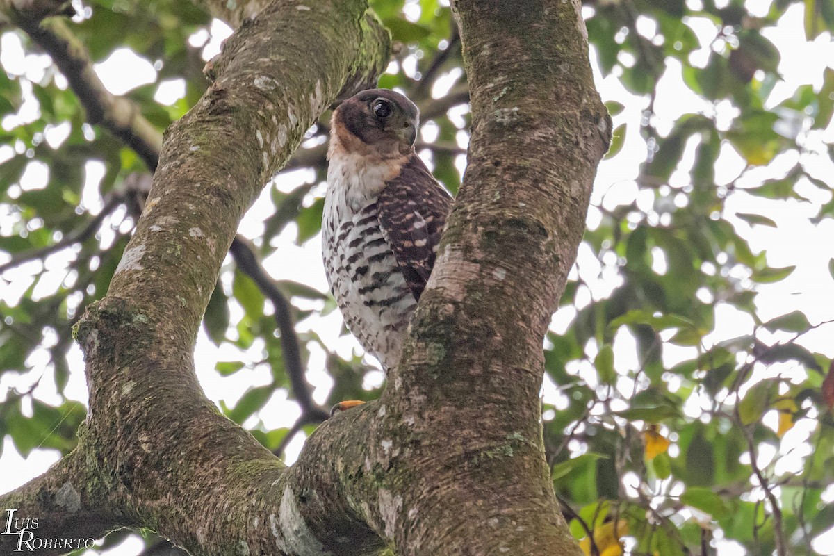 Kappenwaldfalke - ML525566761