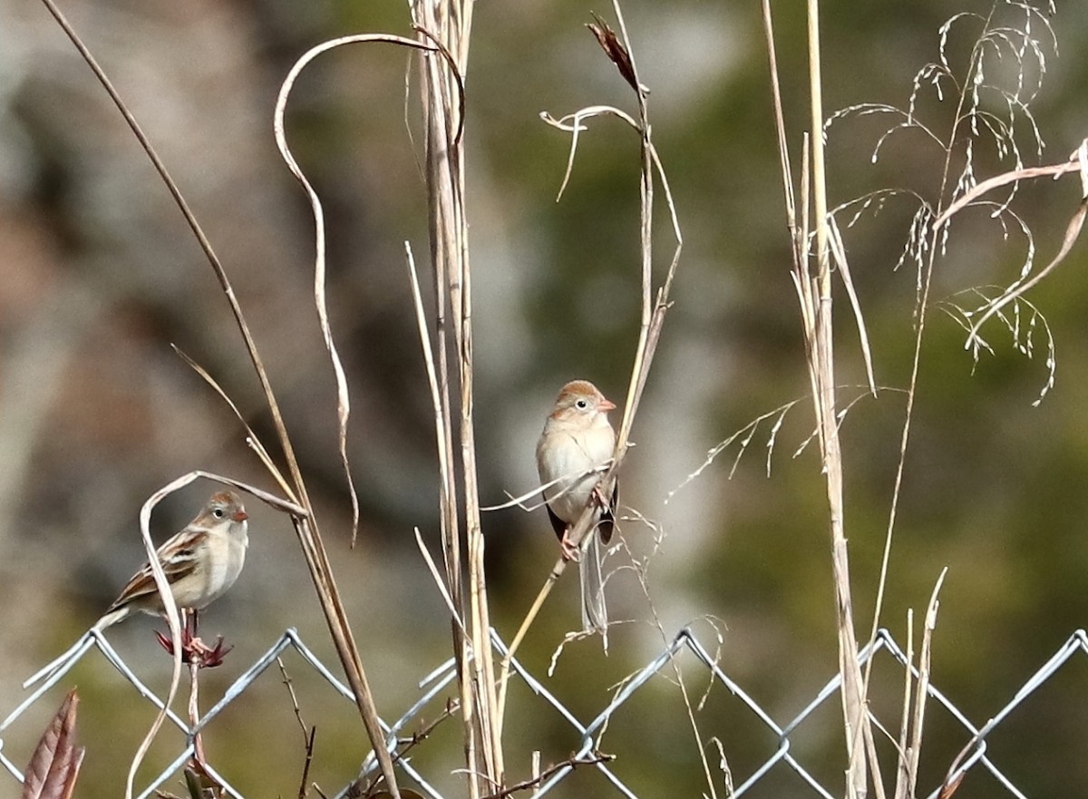 Field Sparrow - ML525568351