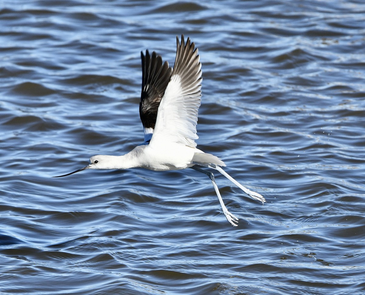 American Avocet - ML525568491