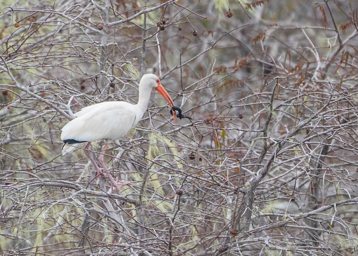 White Ibis - ML525569311