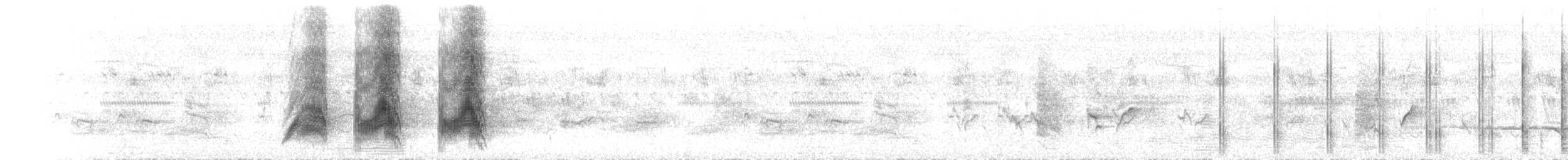 ソデグロムクドリ（tricolor） - ML525569351