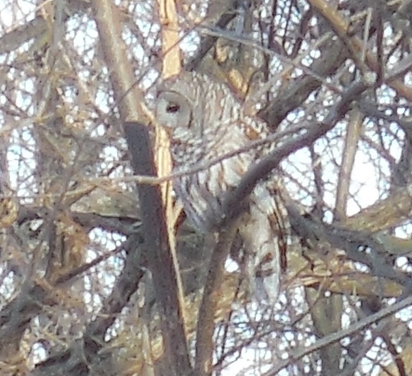 Barred Owl - ML525570181