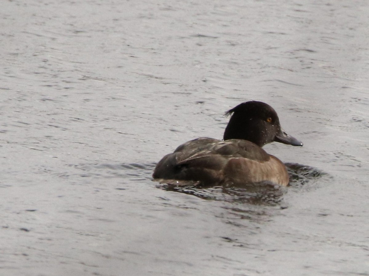 Tufted Duck - ML525571131