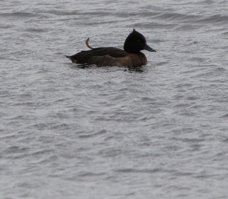 Tufted Duck - ML525571211