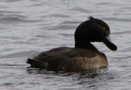 Tufted Duck - ML525571271