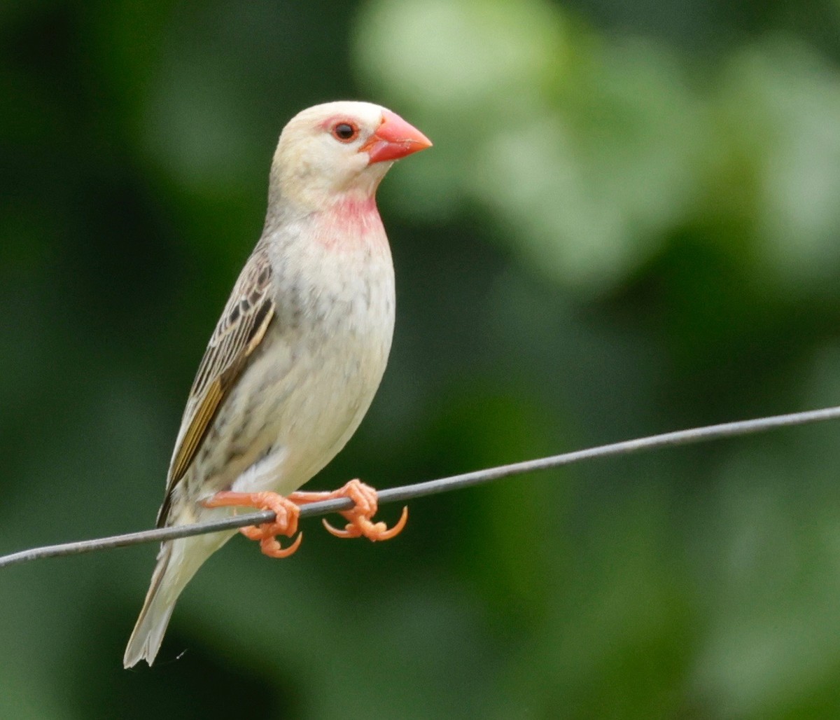 Red-billed Quelea - ML525571371