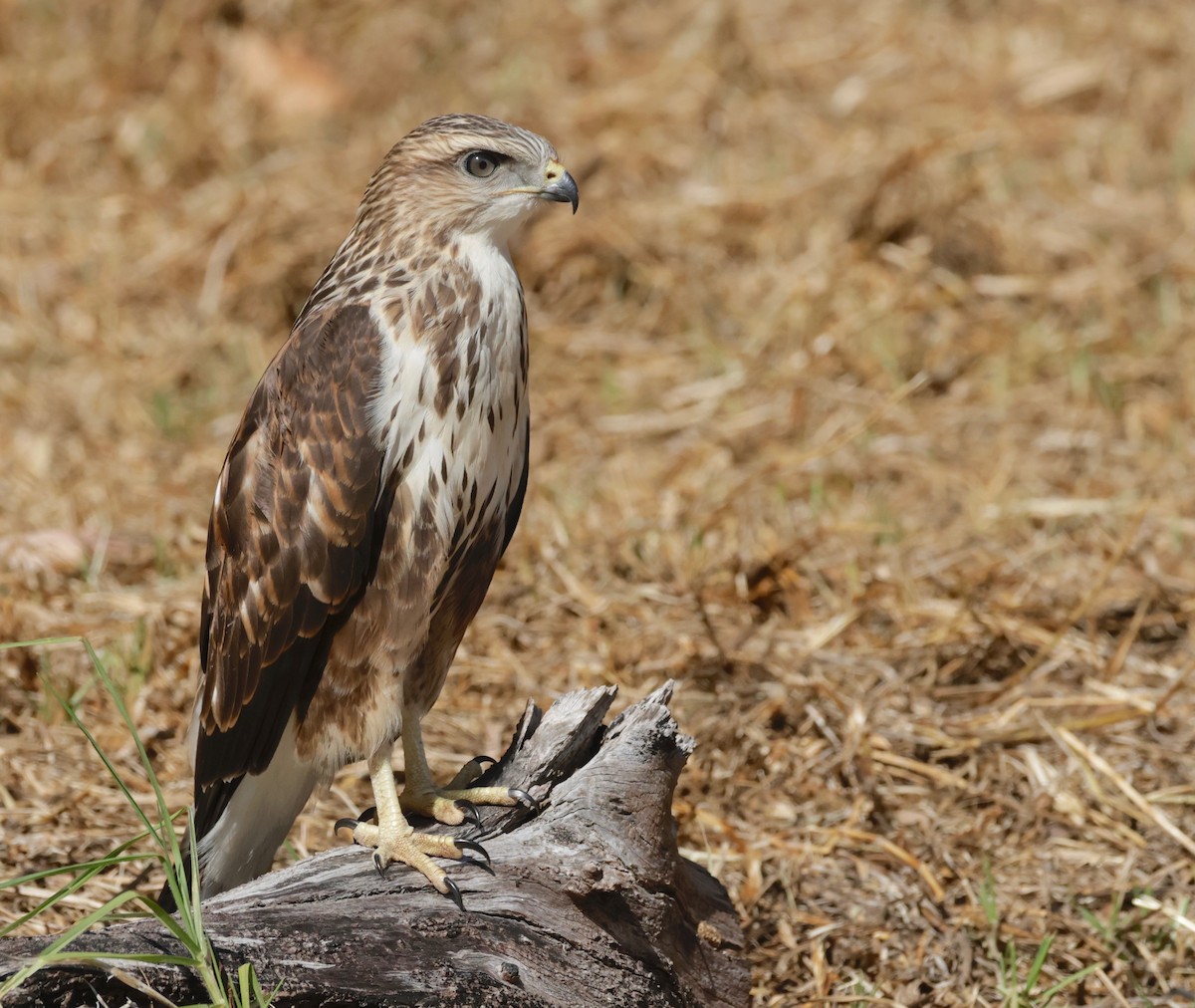 Forest Buzzard - Garret Skead