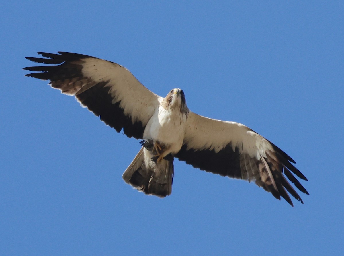 Booted Eagle - Garret Skead