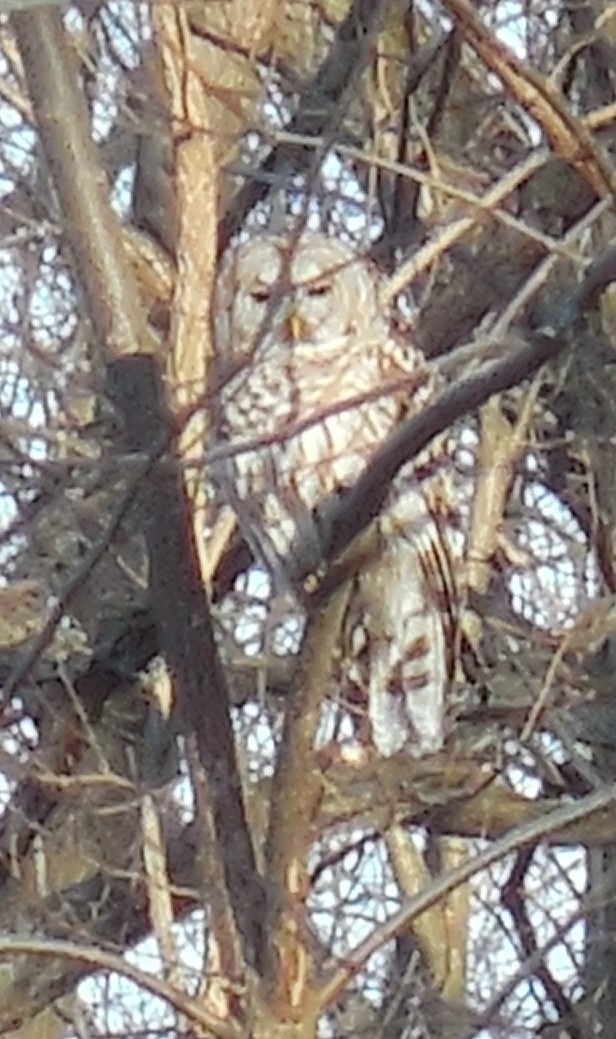 Barred Owl - ML525572111
