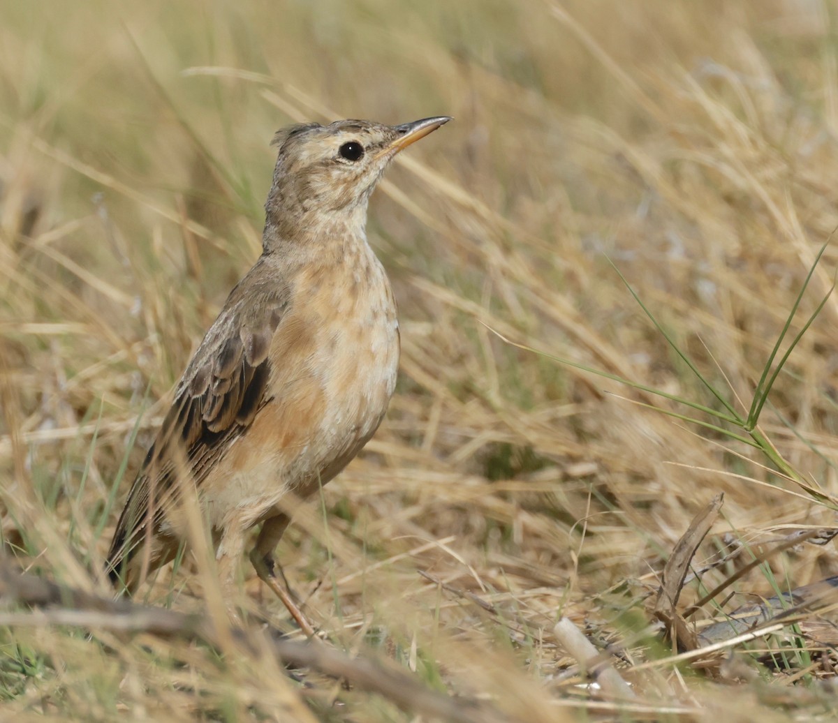 Plain-backed Pipit - ML525572291