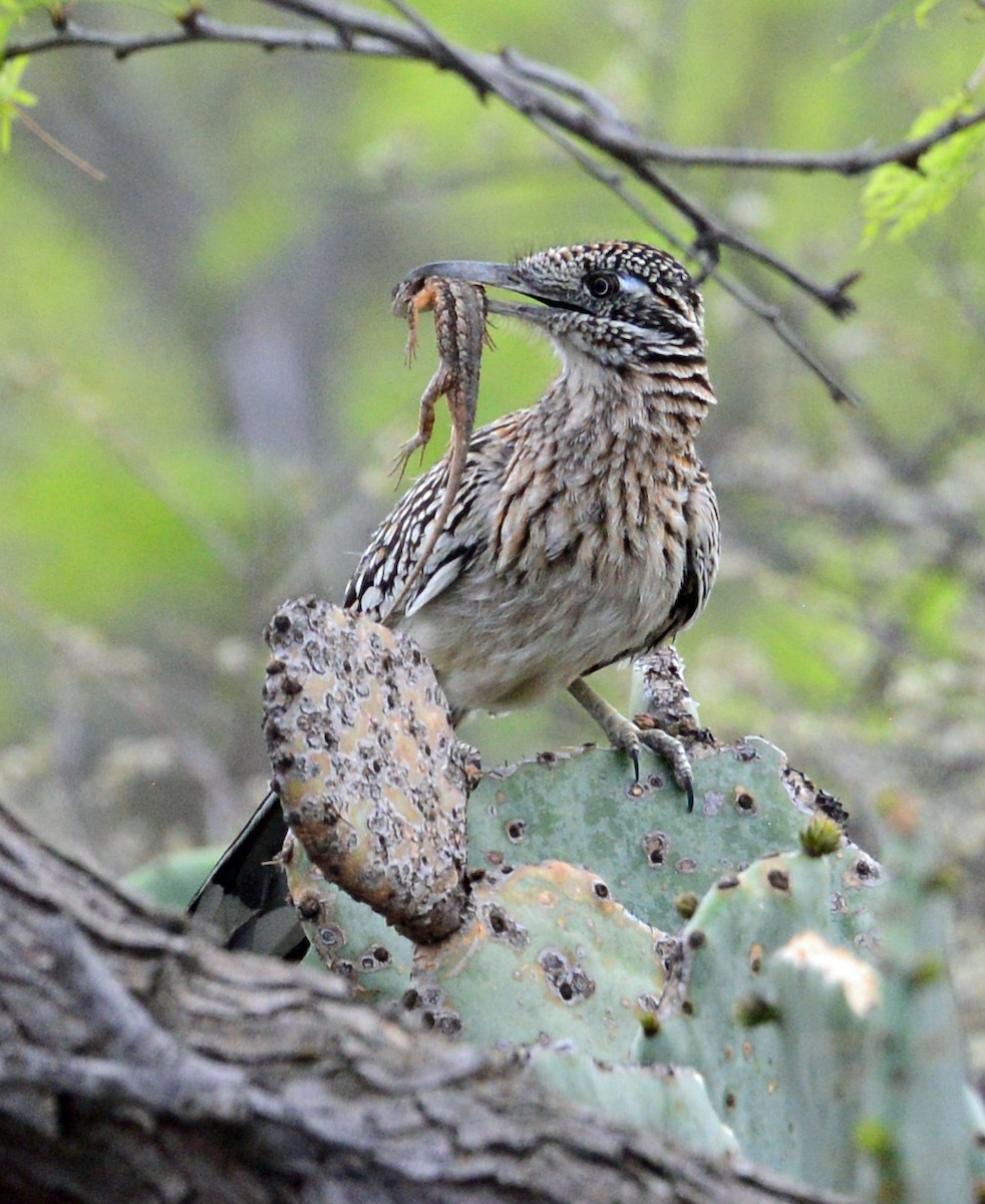 Greater Roadrunner - Richard Taylor
