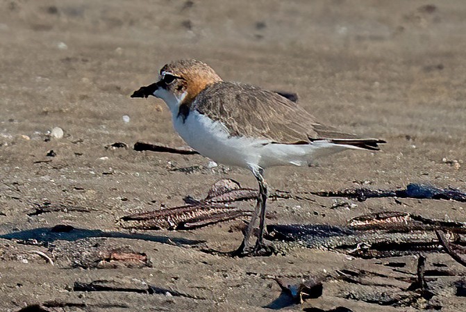 Red-capped Plover - James Hoagland