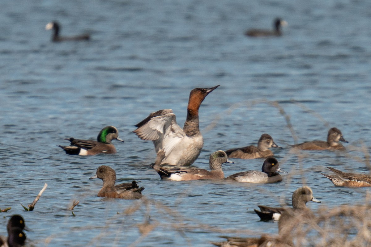 Canvasback - ML525572791