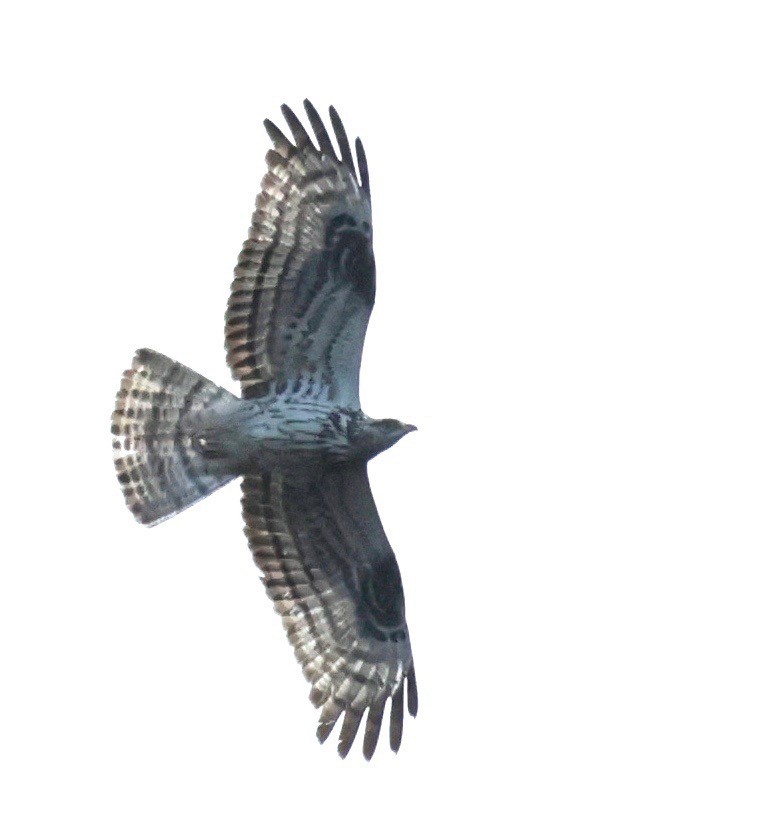 European Honey-buzzard - ML525572811