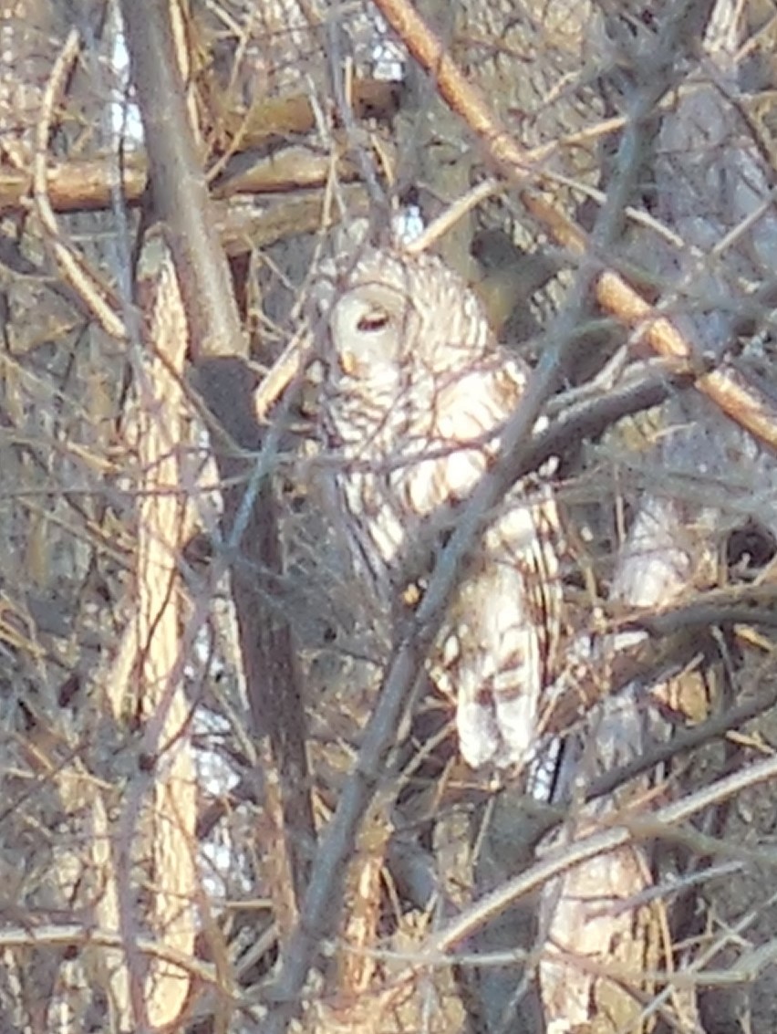 Barred Owl - ML525573031