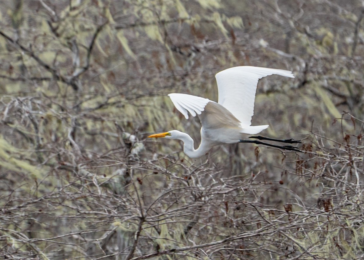 Great Egret - ML525574091