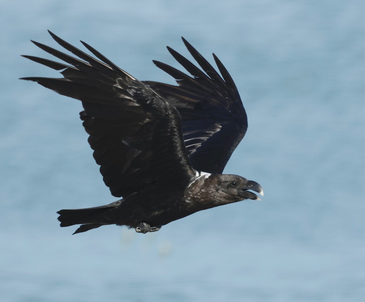 White-necked Raven - ML525575061