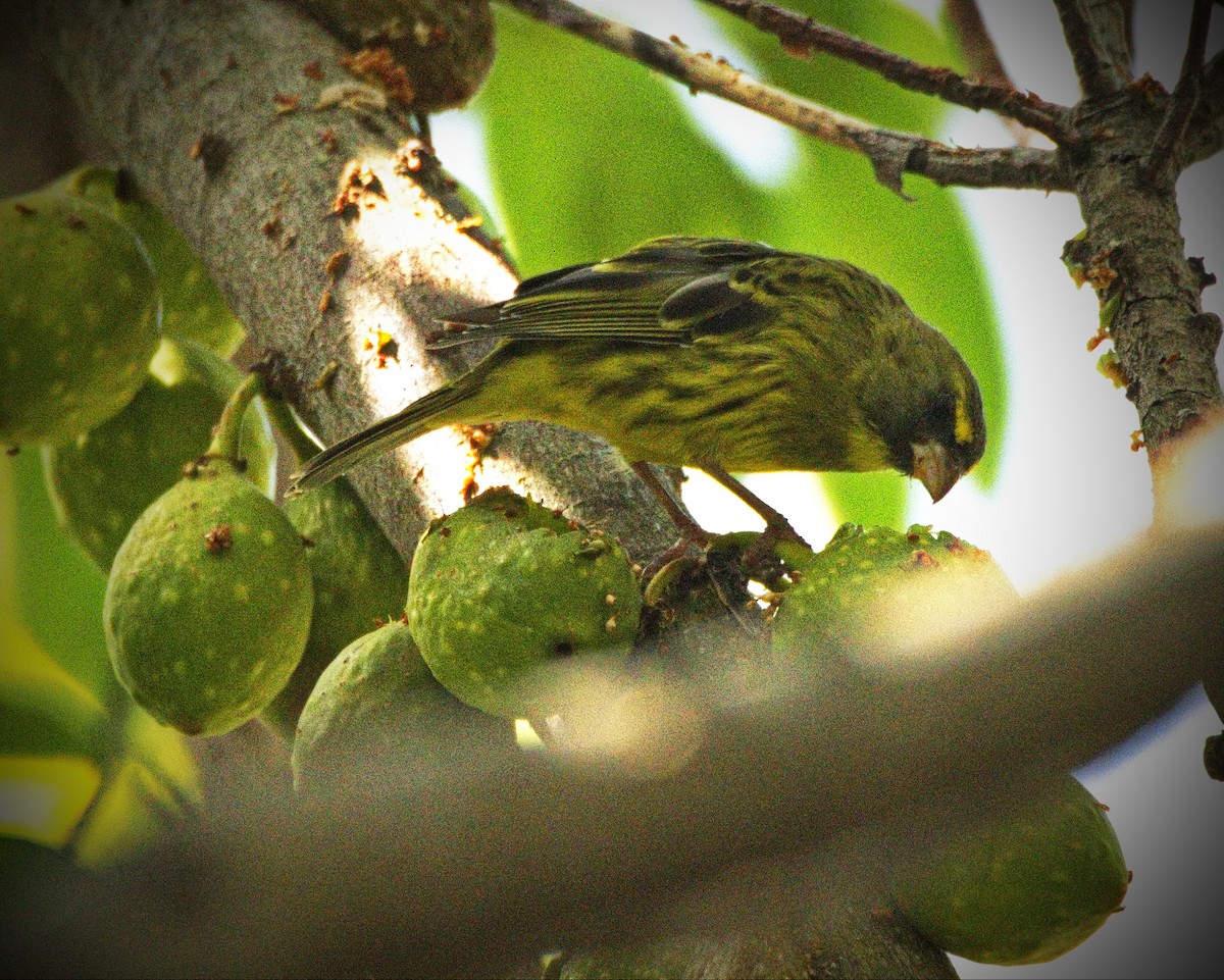 Forest Canary - Gareth Parkes