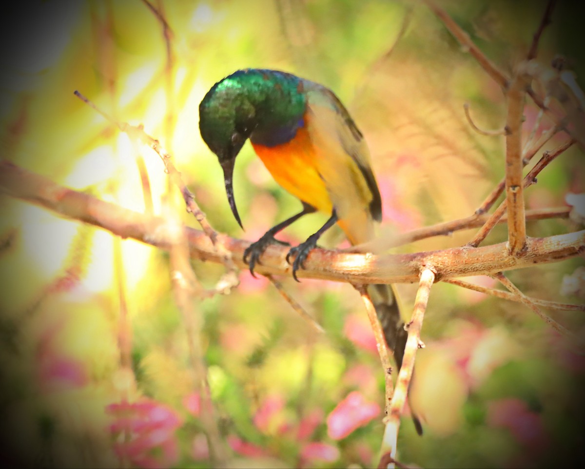 Orange-breasted Sunbird - ML525576091