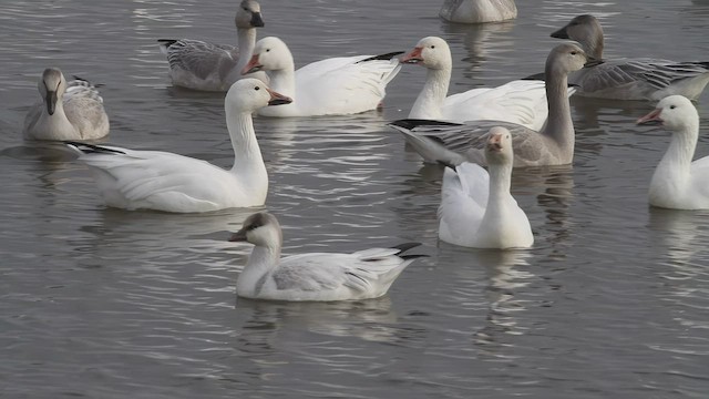 Ross's Goose - ML525578391