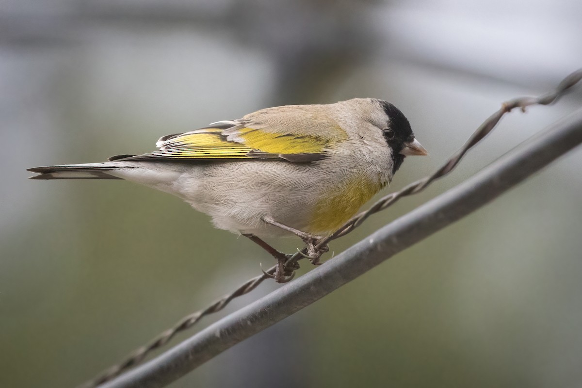 Lawrence's Goldfinch - ML525578731