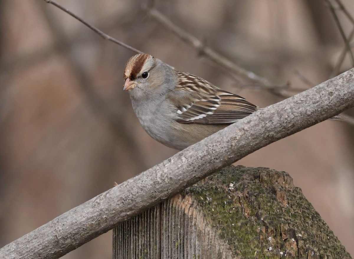White-crowned Sparrow - ML525578821