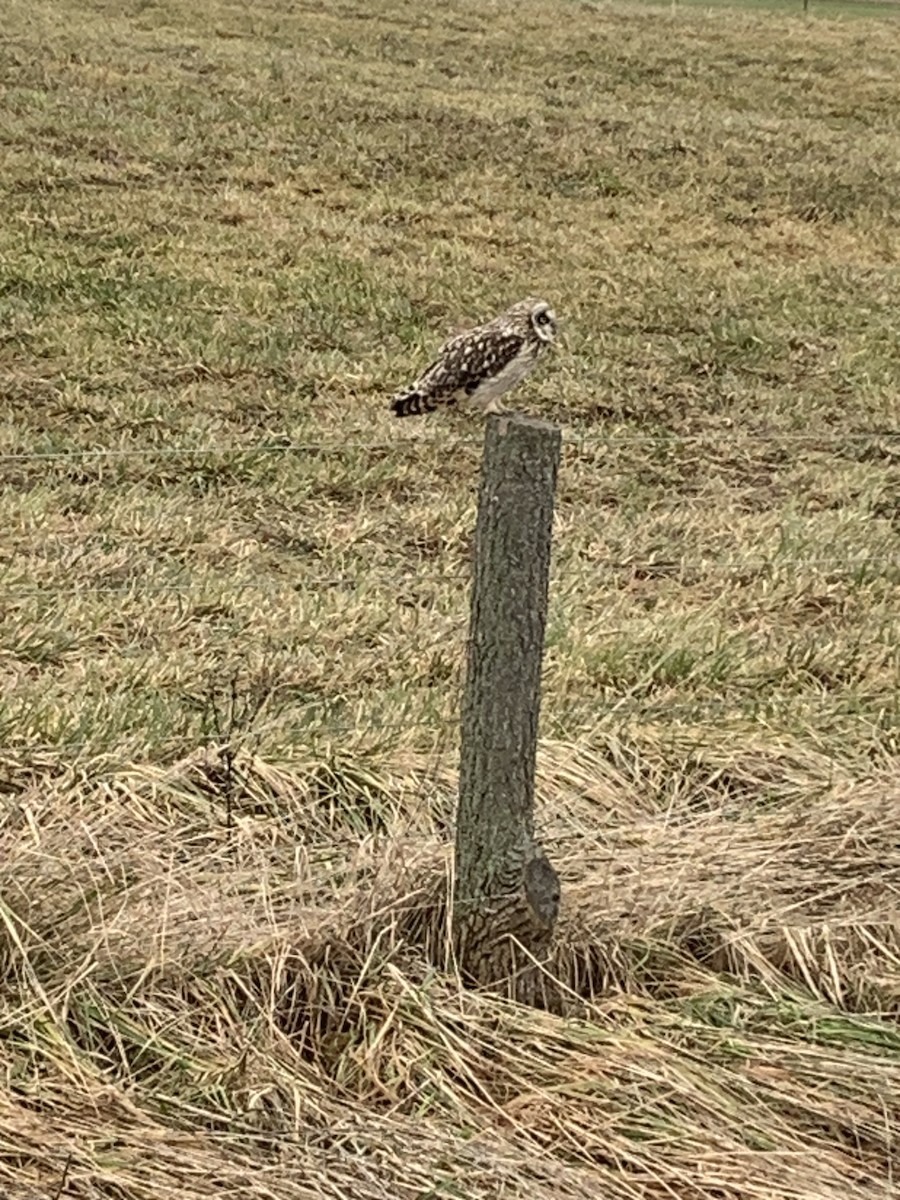 Short-eared Owl - ML525579471