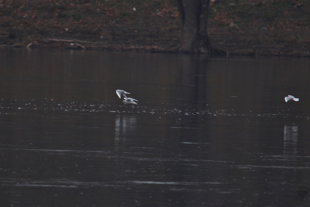 Bonaparte's Gull - Mark Gallagher