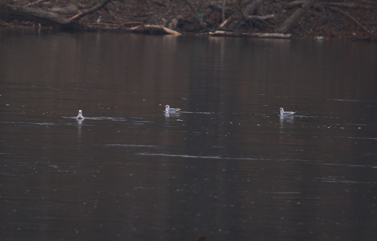 Bonaparte's Gull - ML52557981