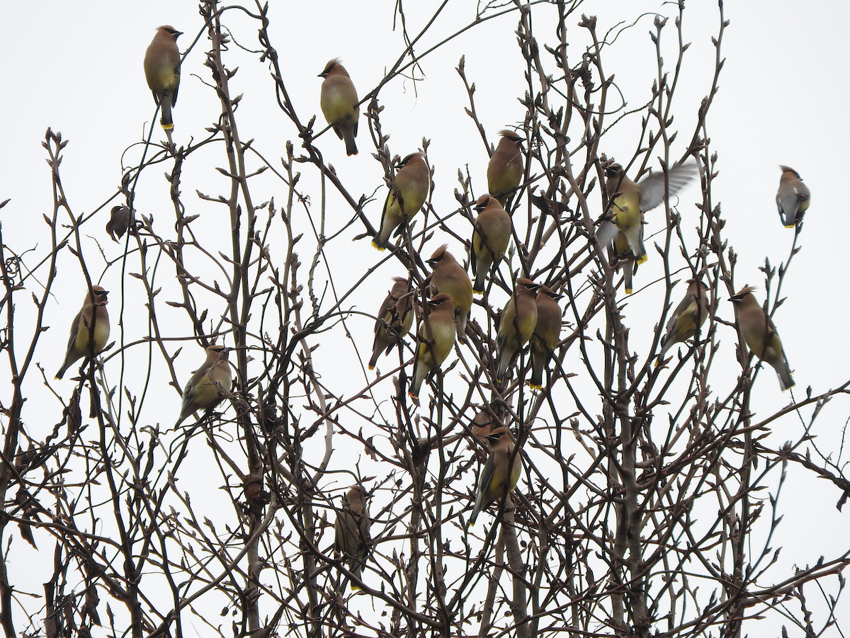 Cedar Waxwing - ML525580971