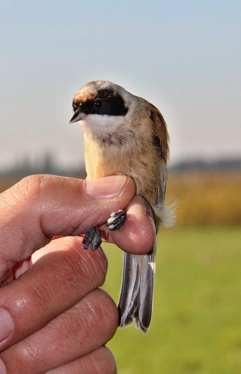 Eurasian Penduline-Tit - ML525581001