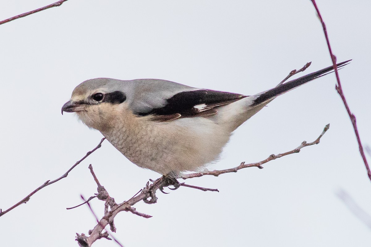 Northern Shrike - Timothy Graves