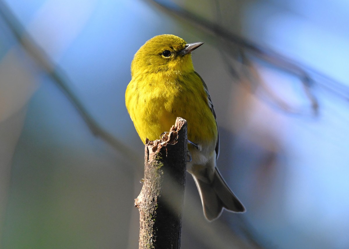 Pine Warbler - ML525581791