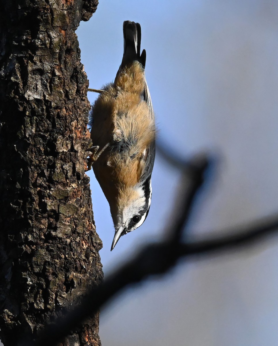 Red-breasted Nuthatch - ML525581901