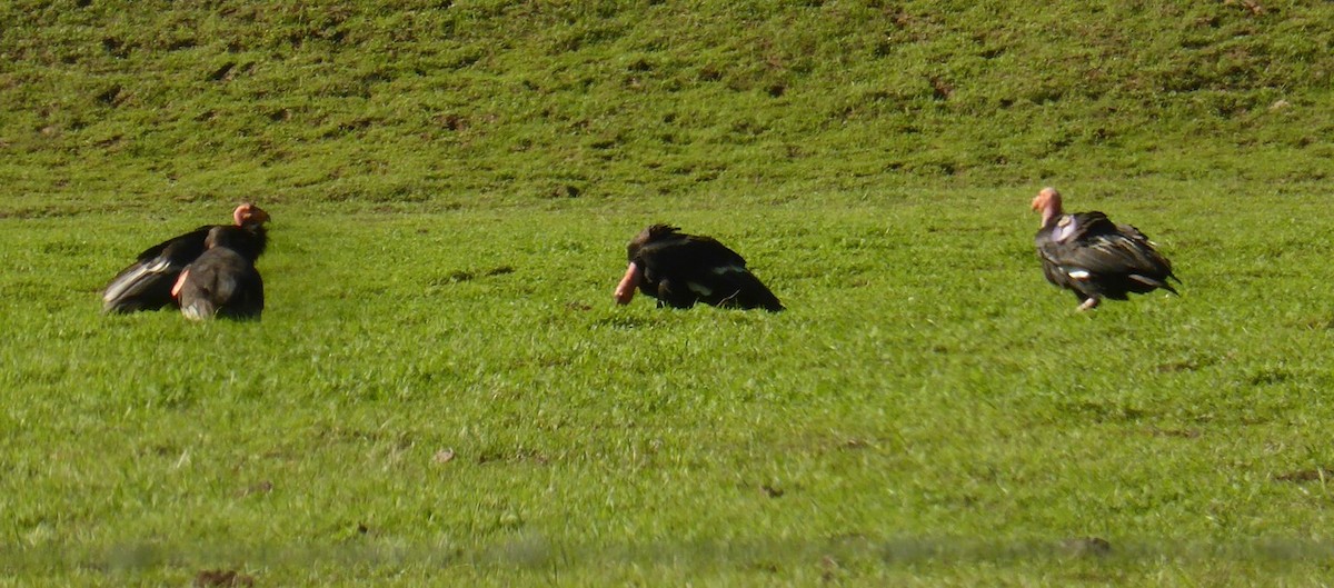 California Condor - Debi Shearwater