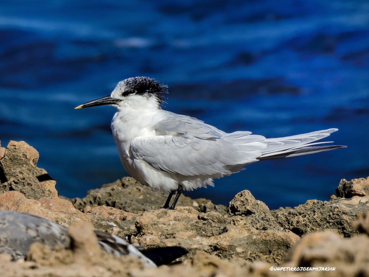 Sandwich Tern - ML525584661