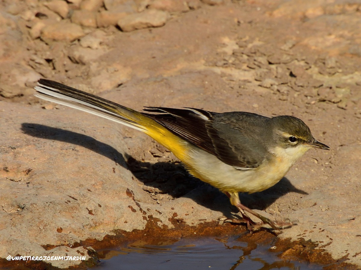 Gray Wagtail - ML525584741
