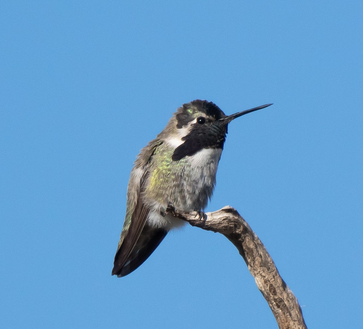 Costa's Hummingbird - ML525584751